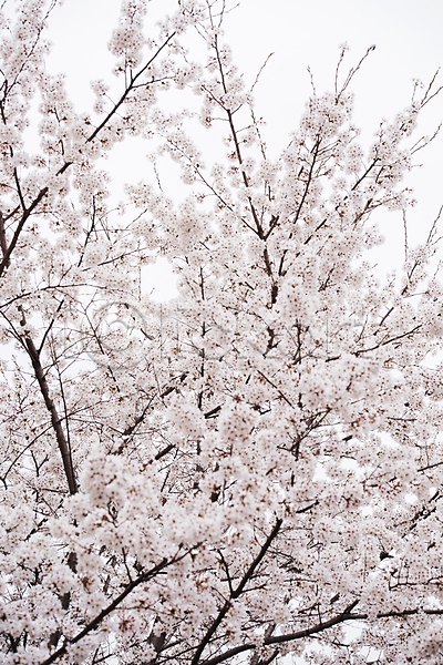 사람없음 JPG 포토 과천 나뭇가지 벚꽃 봄풍경 야외 주간