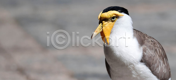 사람없음 JPG 포토 해외이미지 가면 경보 깃털 날개 내추럴 노란색 동물 동물상 북쪽 생태학 서기 야생동물 야외 영토 응시 자연 조류 해외포토 호주 황무지 흰색