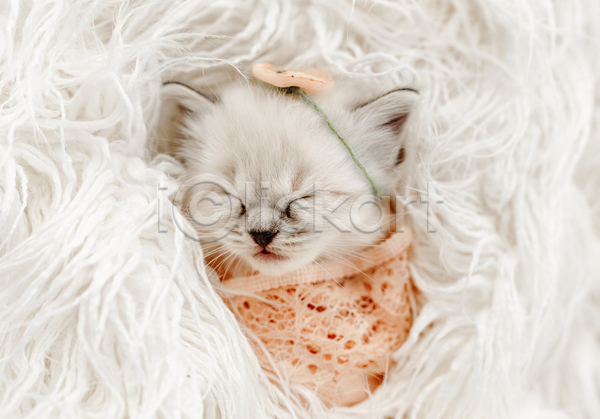 귀여움 사람없음 JPG 포토 해외이미지 고양이 랙돌 레이스(직물) 머리띠 반려동물 반려묘 새끼 실내 잠 한마리 흰배경