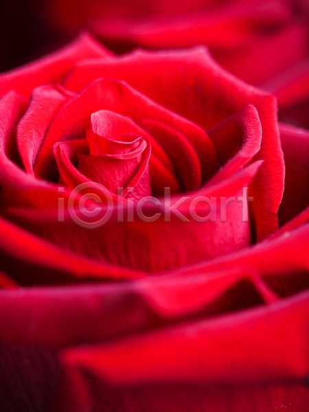사람없음 JPG 근접촬영 포토 해외이미지 꽃 빨간색 자연 장미