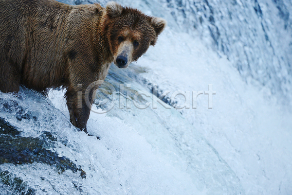사람없음 JPG 포토 해외이미지 곰 야생동물 야외 주간 폭포 한마리