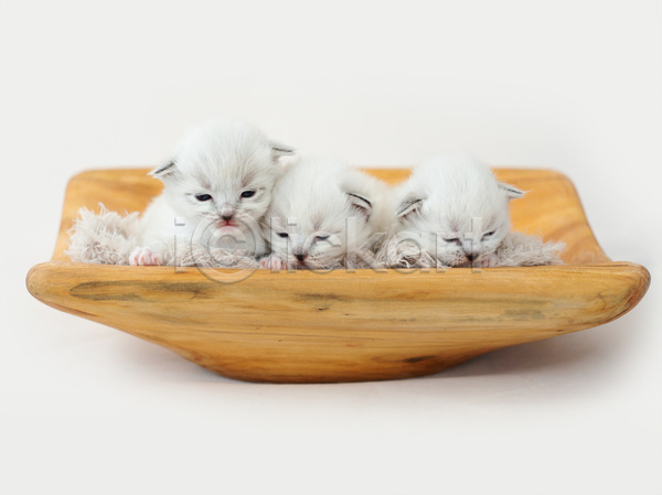 귀여움 사람없음 JPG 포토 해외이미지 고양이 나무쟁반 랙돌 반려동물 반려묘 새끼 세마리 실내 잠 흰배경