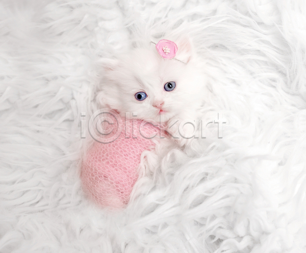 귀여움 사람없음 JPG 포토 해외이미지 고양이 머리띠 머리핀 반려동물 반려묘 스코티시폴드 실내 한마리 흰배경
