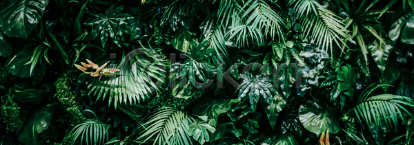 사람없음 JPG 포토 해외이미지 나뭇잎 백그라운드 와이드컷 자연 초록색 카피스페이스
