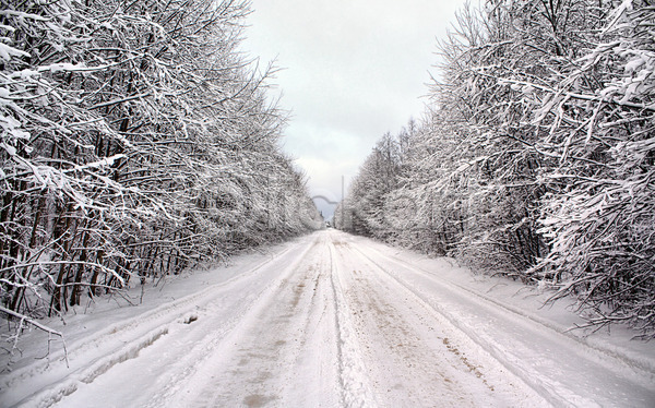 사람없음 JPG 포토 해외이미지 가로수 겨울 길 나무 눈(날씨) 숲 야외 자연 풍경(경치) 하늘