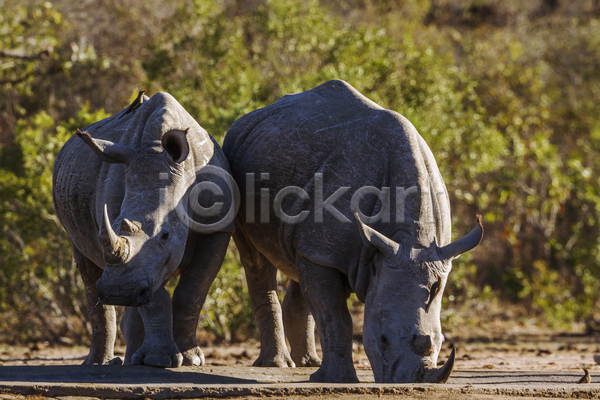 보호 사람없음 JPG 포토 해외이미지 2 가로 국립공원 남아프리카 동물 마시기 멸종위기 보호구역 사파리 아프리카 야생동물 자연 코뿔소 포유류