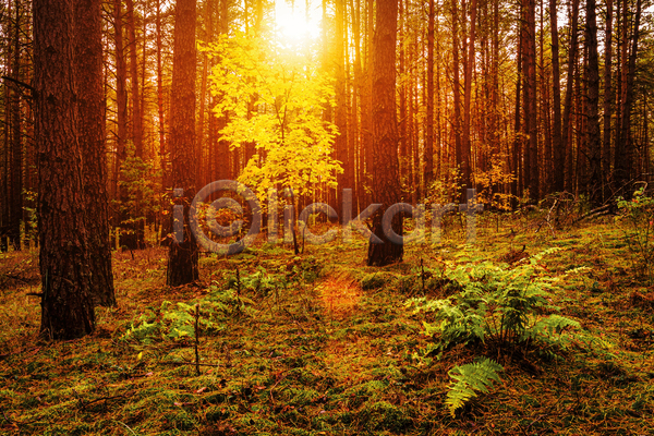사람없음 JPG 포토 해외이미지 나무 숲 숲속 식물 야외 일몰 자연 태양 풍경(경치) 햇빛