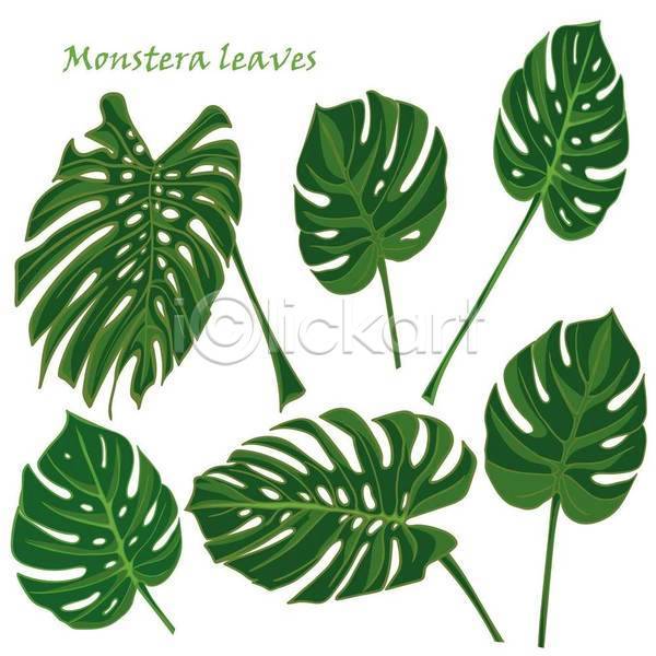 사람없음 EPS 일러스트 해외이미지 몬스테라 세트 엘리먼트 열대잎 초록색 트로피컬아트