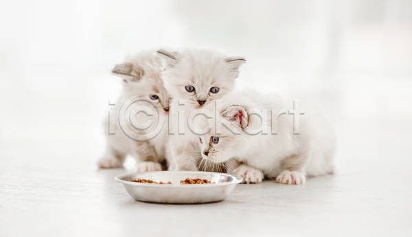 귀여움 사람없음 JPG 포토 해외이미지 고양이 그릇 랙돌 반려동물 반려묘 세마리 실내 흰배경