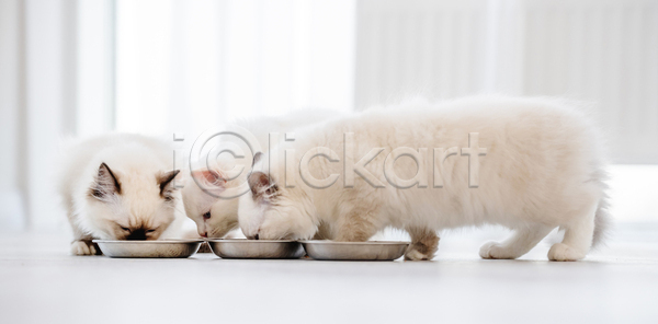 귀여움 사람없음 JPG 아웃포커스 포토 해외이미지 고양이 그릇 랙돌 먹기 반려동물 반려묘 세마리 실내 커튼