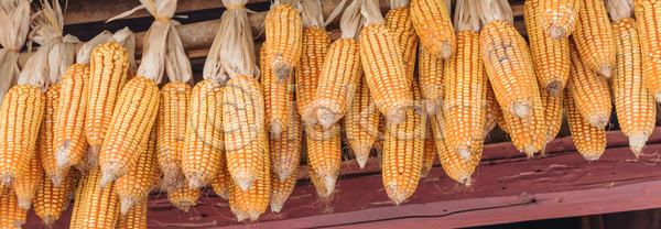 건조 사람없음 JPG 포토 해외이미지 가을 계절 낟알 날것 노란색 농업 농작물 농장 매달리기 목재 밭일 수확 숙성 시골 시리얼 식용 쌓기 씨앗 아시아 오렌지 옥수수 유기농 자연 장식 전통 주택 줄서기 채소 천장 축제 컬러풀 해외포토 황금 흙더미