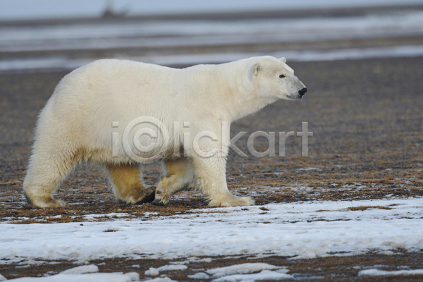 사람없음 JPG 아웃포커스 포토 해외이미지 걷기 곰 백곰 북극곰 야생동물 야외 주간 한마리