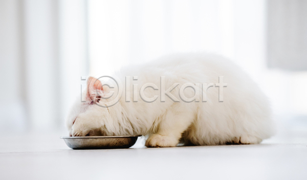 귀여움 사람없음 JPG 아웃포커스 포토 해외이미지 고양이 그릇 랙돌 먹기 반려동물 반려묘 실내 앉기 커튼 한마리