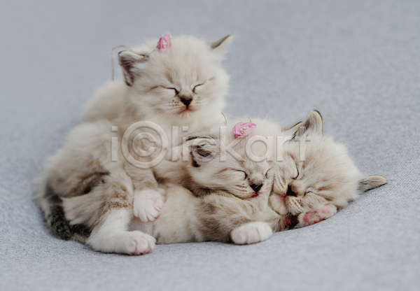 귀여움 사람없음 JPG 포토 해외이미지 고양이 꽃 랙돌 반려동물 반려묘 새끼 세마리 실내 잠 회색배경