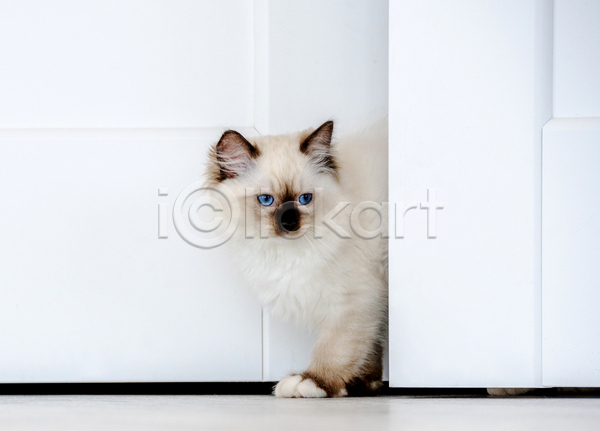 귀여움 사람없음 JPG 포토 해외이미지 고양이 나오기 랙돌 문 반려동물 반려묘 실내 한마리