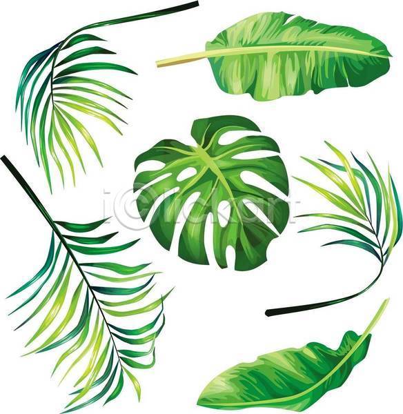 사람없음 EPS 일러스트 해외이미지 몬스테라 바나나잎 세트 야자수잎 엘리먼트 열대잎 초록색 트로피컬아트