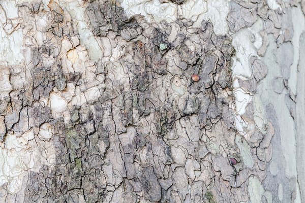 사람없음 JPG 포토 해외이미지 가을(계절) 계절 공원 껍질 나무 나무껍질 내추럴 노란색 묘사 빛 산 속도 숲 야외 여행 옛날 이끼 잎 자연 전국 질감 초록색 풍경(경치) 환경 황금