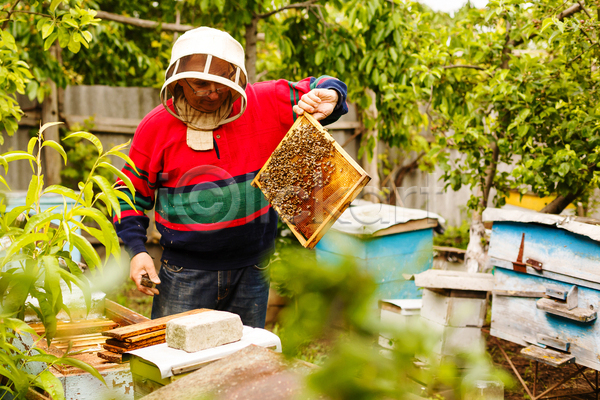 남자 성인 성인남자한명만 한명 JPG 앞모습 포토 해외이미지 꿀 꿀벌 들기 벌(곤충) 벌집 상반신 야외 양봉 양봉업 양봉장 작업