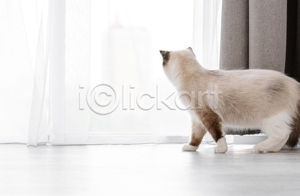 귀여움 사람없음 JPG 포토 해외이미지 고양이 랙돌 반려동물 반려묘 실내 응시 커튼 한마리