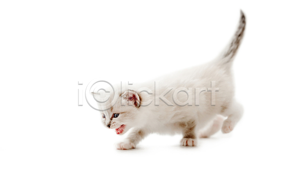 귀여움 사람없음 JPG 포토 해외이미지 고양이 반려동물 반려묘 새끼 실내 포효 한마리 흰배경