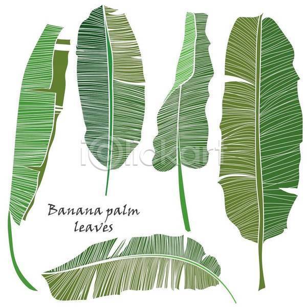 사람없음 EPS 일러스트 해외이미지 바나나잎 세트 엘리먼트 열대잎 초록색 트로피컬아트