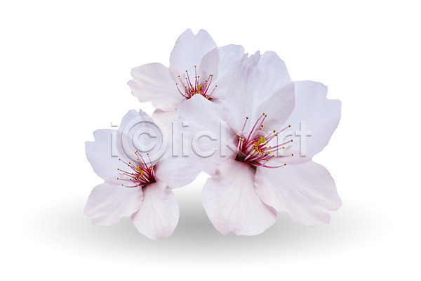 사람없음 JPG 근접촬영 포토 해외이미지 벚꽃 봄 해외202004 흰배경