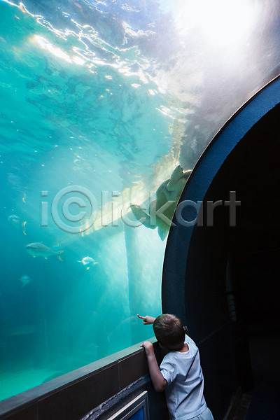 호기심 남자 백인 소년 어린이 한명 JPG 포토 해외이미지 거북이 관찰 동물 물 바다 빛 생물학 수영 수족관 수중 어류 유리 응시 자연 터치 해외202004 환경