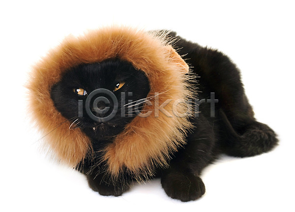 분노 유머 사람없음 JPG 포토 해외이미지 갈기 검은색 고립 고양이 동물 반려동물 사자 치아 해외202004 흰배경