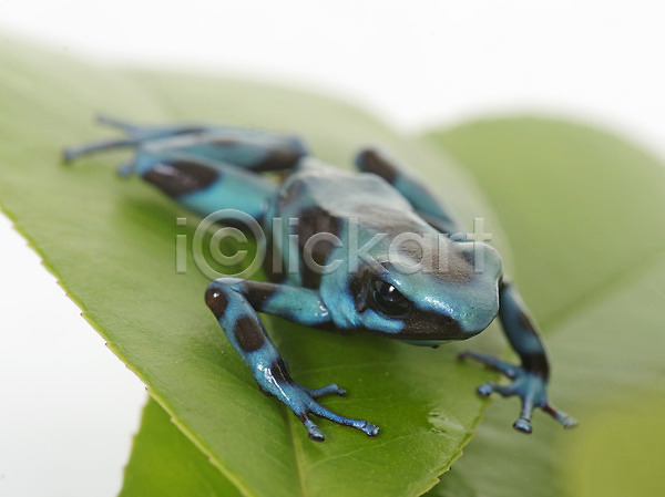 사람없음 JPG 포토 해외이미지 개구리 고립 동물 양서류 초록색 파란색 해외202004 흰배경
