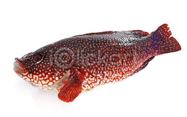 사람없음 JPG 포토 해외이미지 고립 낚시 바다 빨간색 수프 어류 육류 음식 입 해외202004 흰배경