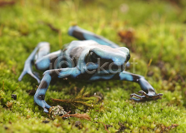 사람없음 JPG 포토 해외이미지 개구리 동물 양서류 이끼 초록색 파란색 해외202004