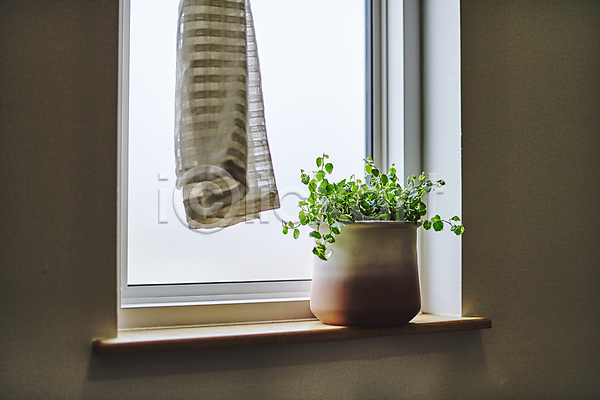 사람없음 JPG 포토 실내 원예 원예식물 주간 창가 창문 창틀 취미 커튼 플랜테리어 한개 홈가드닝 화분 화초