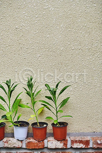 사람없음 JPG 포토 놓기 벽 벽돌 실내 원예 원예식물 일렬 취미 카피스페이스 플랜테리어 홈가드닝 화분 화초