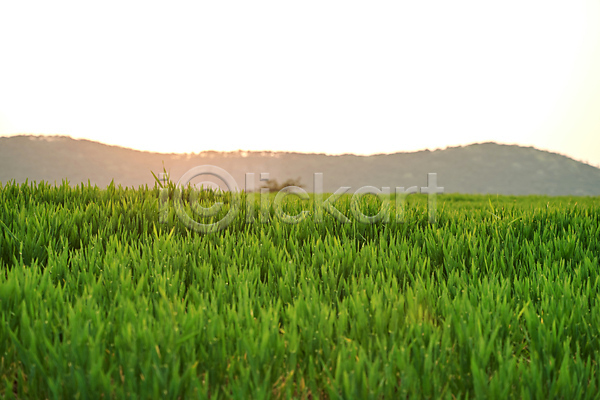 사람없음 JPG 포토 고창 보리밭 산 야외 전라북도 주간 청보리 청보리밭 풍경(경치) 하늘 햇빛