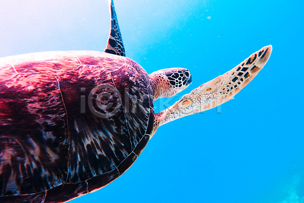 사람없음 JPG 포토 바다 바다거북 바닷속 수영 수중동물 수중사진 자연 한마리