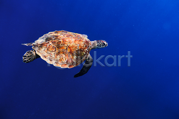 사람없음 JPG 포토 바다 바다거북 바닷속 수중동물 수중사진 자연 한마리