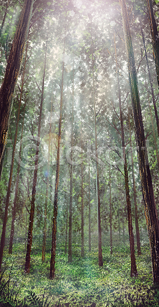 휴식 사람없음 PSD 로우앵글 일러스트 나무 빛 숲 숲속 울창 자연 자연백그라운드 초록색 풍경(경치) 힐링