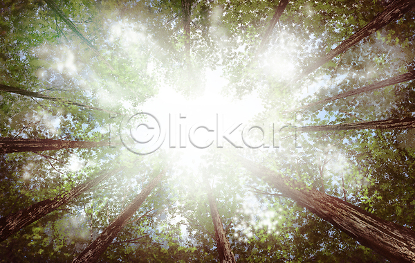 휴식 사람없음 PSD 로우앵글 일러스트 나무 빛 숲 숲속 잎 자연 자연백그라운드 초록색 풍경(경치) 힐링