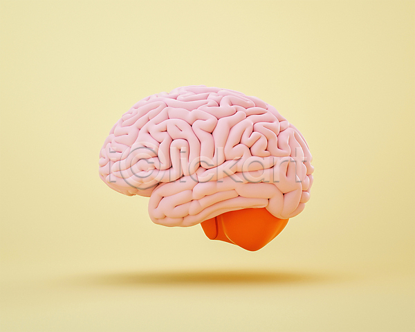 사람없음 3D PSD 디지털합성 편집이미지 3D소스 노란색 뇌 모형 분홍색 장기(의학) 편집 편집소스