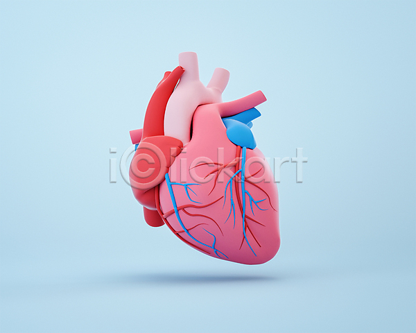 사람없음 3D PSD 디지털합성 편집이미지 3D소스 동맥 모형 빨간색 심장 장기(의학) 정맥 파란색 편집 편집소스 혈관
