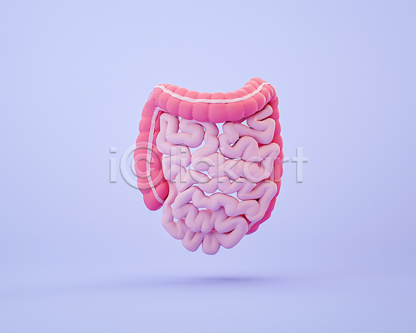 사람없음 3D PSD 디지털합성 편집이미지 3D소스 대장 모형 보라색 분홍색 소장 장기(의학) 편집 편집소스
