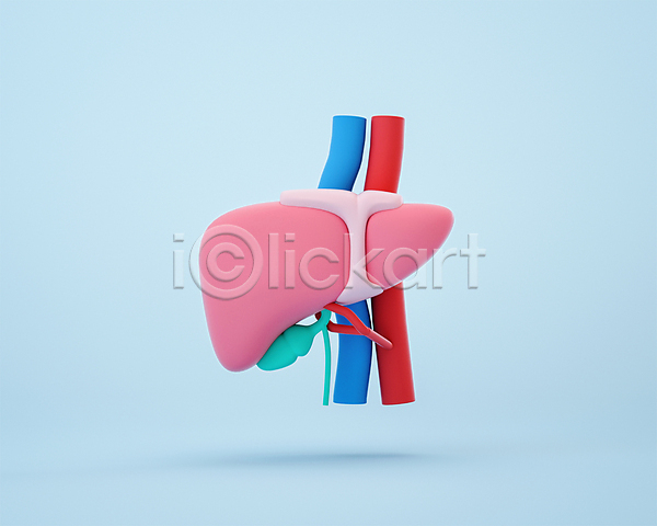 사람없음 3D PSD 디지털합성 편집이미지 3D소스 간 동맥 모형 분홍색 쓸개 장기(의학) 정맥 파란색 편집 편집소스 혈관