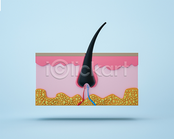 사람없음 3D PSD 디지털합성 편집이미지 3D소스 단면도 두피 머리카락 모낭 모형 분홍색 장기(의학) 편집 편집소스 하늘색