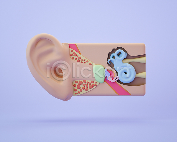 사람없음 3D PSD 디지털합성 편집이미지 3D소스 귀 단면도 달팽이관 모형 보라색 장기(의학) 편집 편집소스