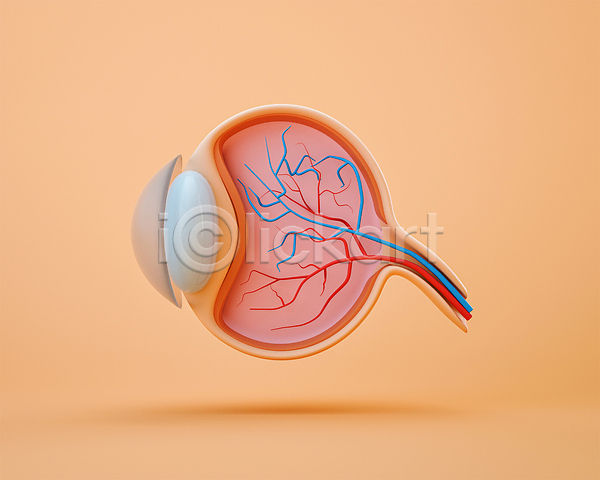 사람없음 3D PSD 디지털합성 편집이미지 3D소스 각막 눈(신체부위) 눈(신체부위) 눈동자 단면도 모형 시신경 안구해부도 장기(의학) 주황색 편집 편집소스 혈관