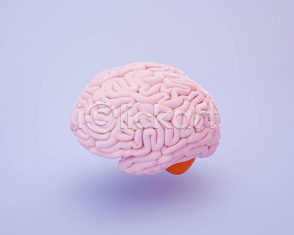 사람없음 3D PSD 디지털합성 편집이미지 3D소스 뇌 모형 보라색 분홍색 장기(의학) 편집 편집소스