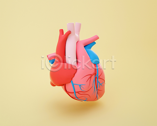 사람없음 3D PSD 디지털합성 편집이미지 3D소스 노란색 동맥 모형 분홍색 심장 장기(의학) 정맥 편집 편집소스 혈관