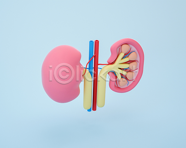 사람없음 3D PSD 디지털합성 편집이미지 3D소스 단면도 동맥 모형 신장 장기(의학) 정맥 파란색 편집 편집소스 혈관