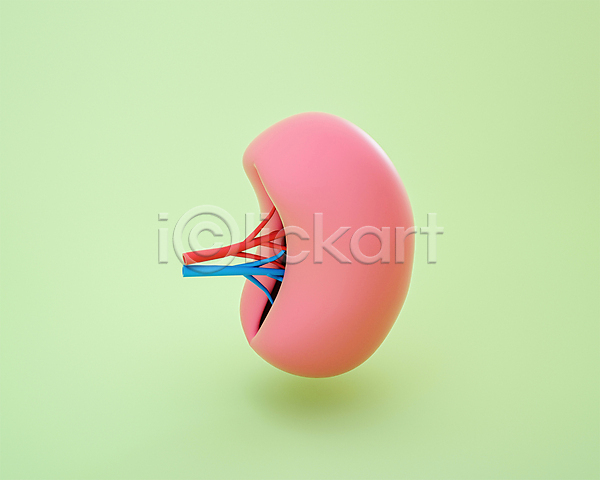사람없음 3D PSD 디지털합성 편집이미지 3D소스 동맥 모형 분홍색 비장 장기(의학) 정맥 초록색 편집 편집소스 혈관