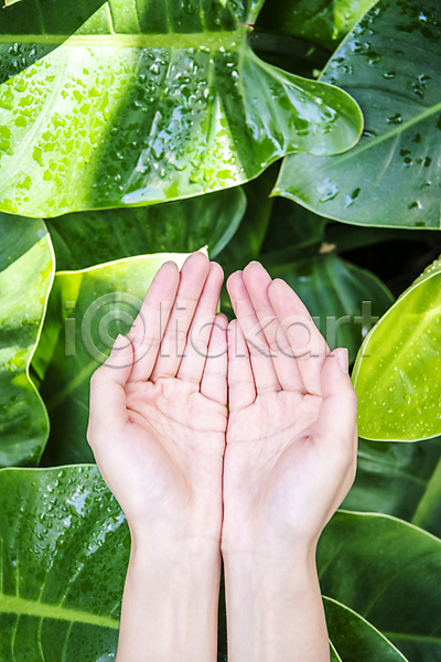 신체부위 JPG 포토 하이앵글 ESG 모션 물방울 비즈니스 사회(공동체) 손 손모으기 야외 열대잎 자연 주간 친환경